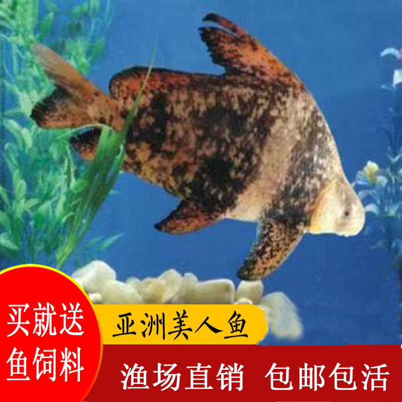 民江胭脂鱼淡水食用观赏经济鱼