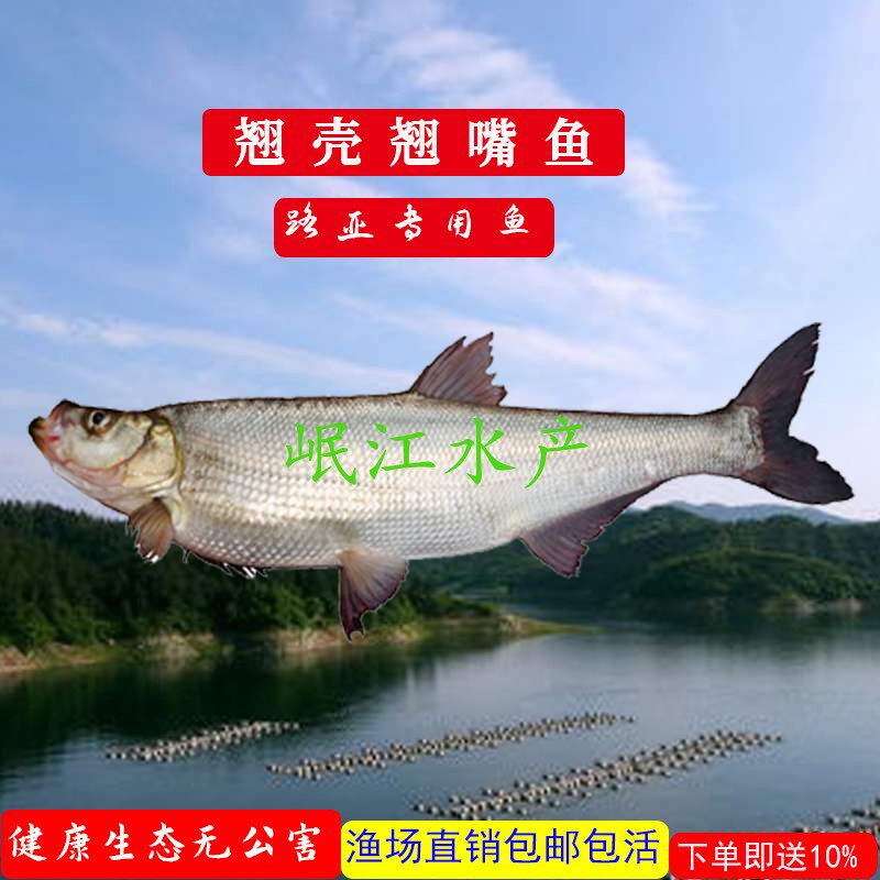 翘嘴鱼大型翘壳正宗米翘翘嘴巴路亚翘嘴红鲌大白刁白丝淡水鱼苗