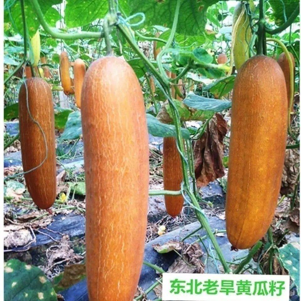 璀璨山庄黄瓜籽粉东北旱