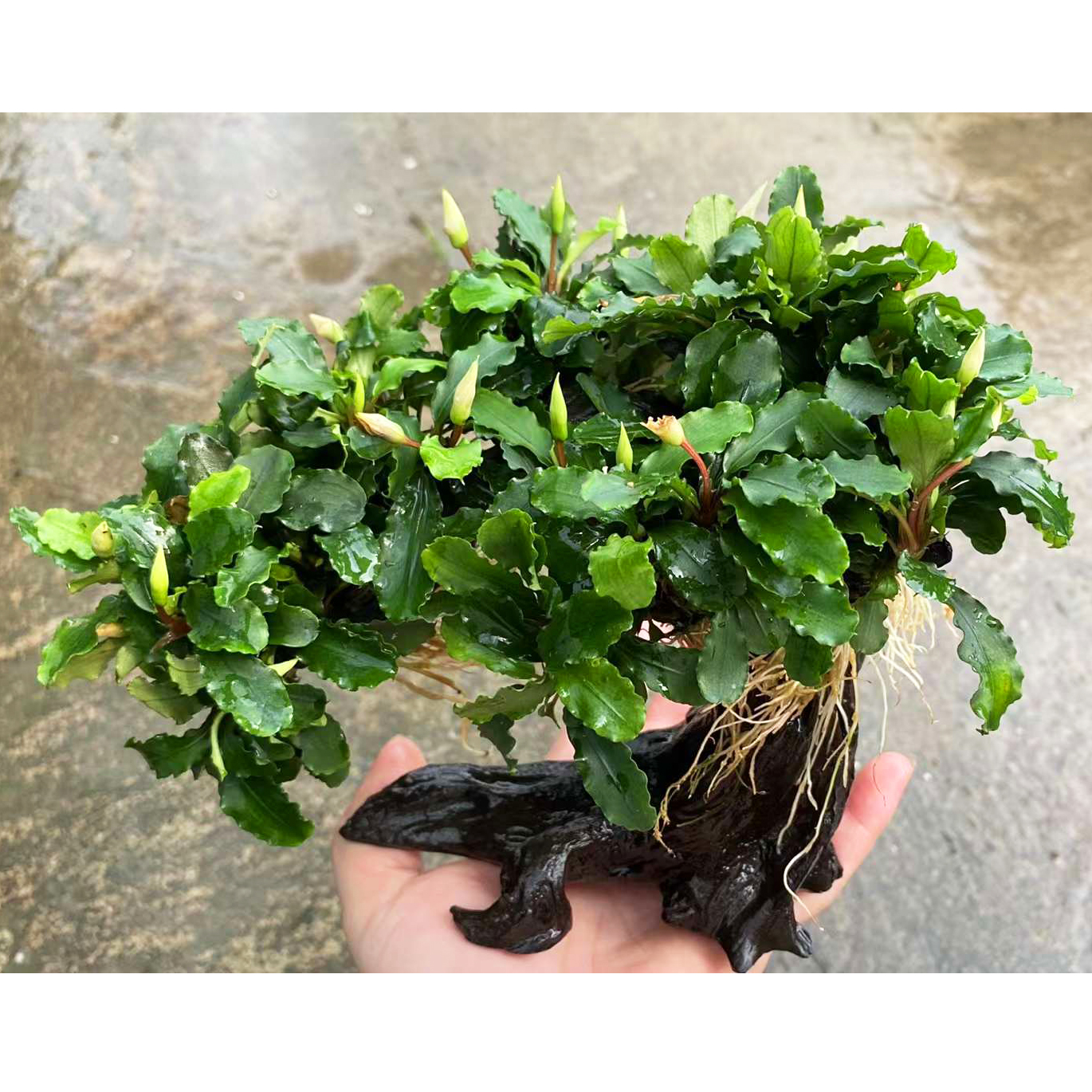 蓝精灵辣椒榕水草招财树鱼缸造景懒人增氧阴性水榕类水草活体植物