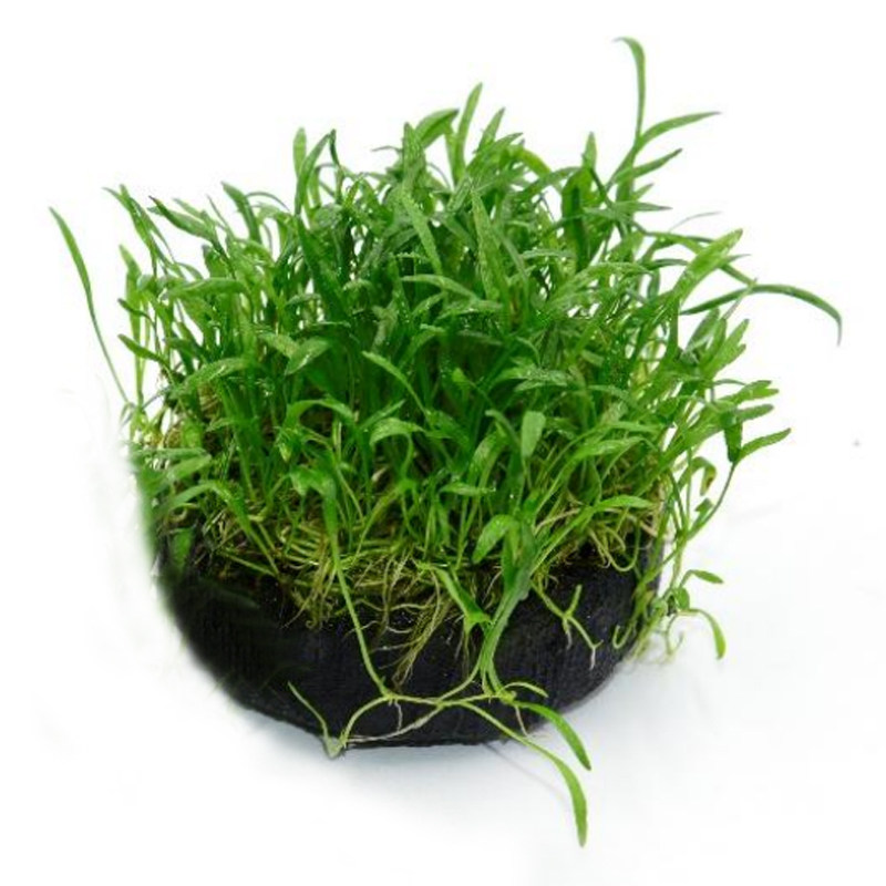 南美针叶大坨草缸鱼缸造景水草场直发懒人水培增氧淡水草阴性植物