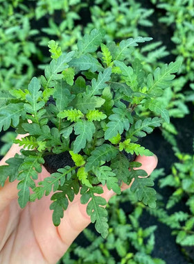 uk羽裂水蓑衣小坨草缸鱼缸造景水草懒人水培增氧淡水水草阴性植物