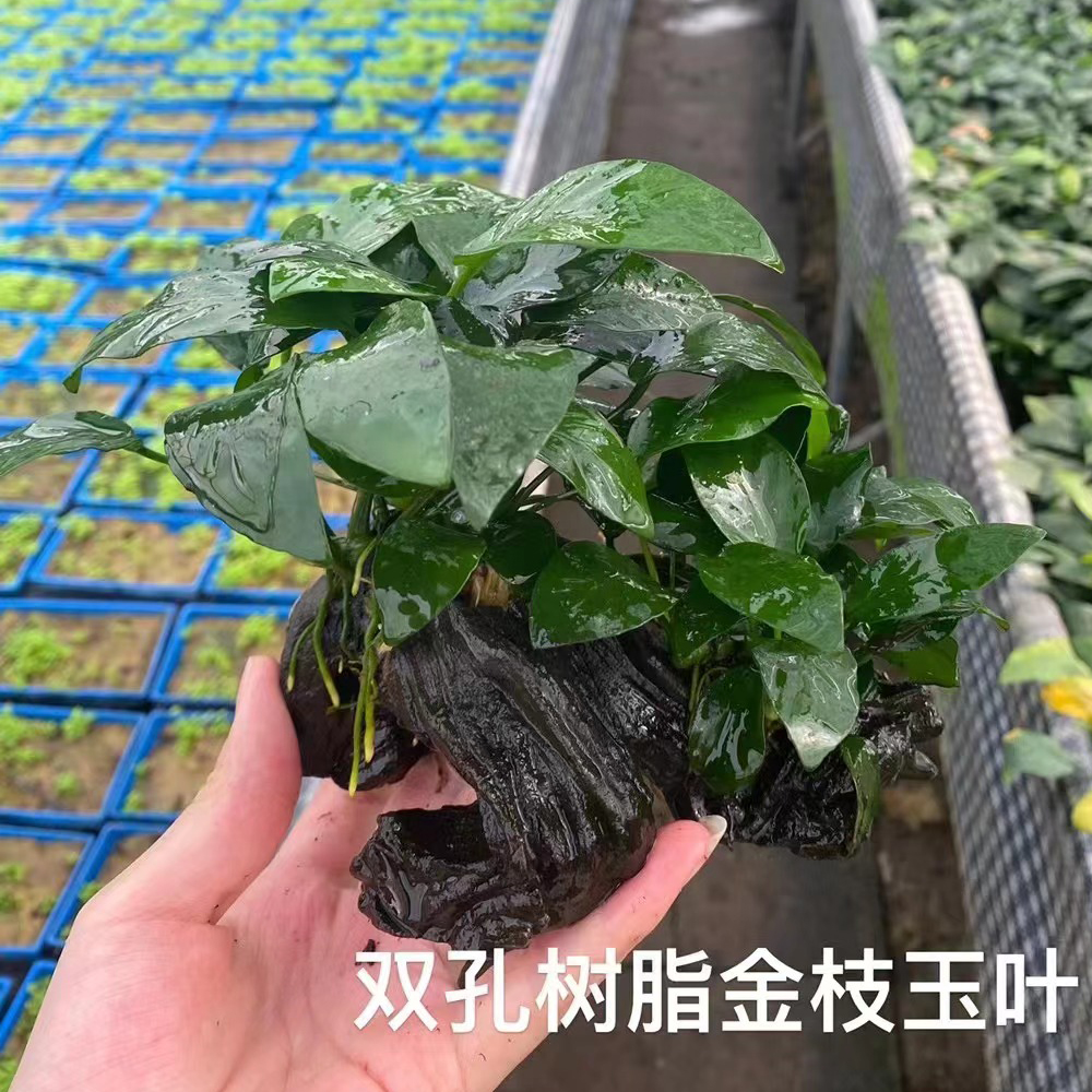 双头金枝玉叶树脂沉木鱼草缸造景懒人增氧阴性淡水草活体水榕植物