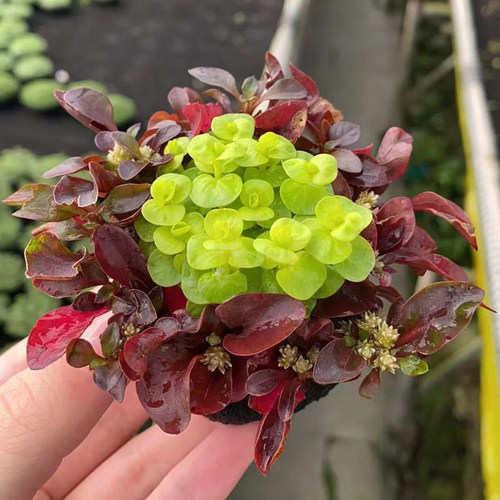 红波混黄金钱小坨草缸造景水草场直发懒人水培增氧阴性淡水草植物