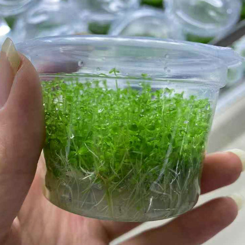 高珍珠无菌杯水草鱼缸造景前中后景水草场直发水培增氧淡水草植物
