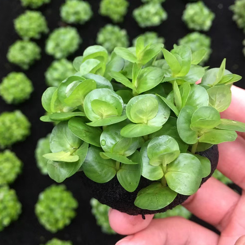 绿金钱小坨草缸鱼缸造景水草场直发懒人水培增氧淡水水草阴性植物