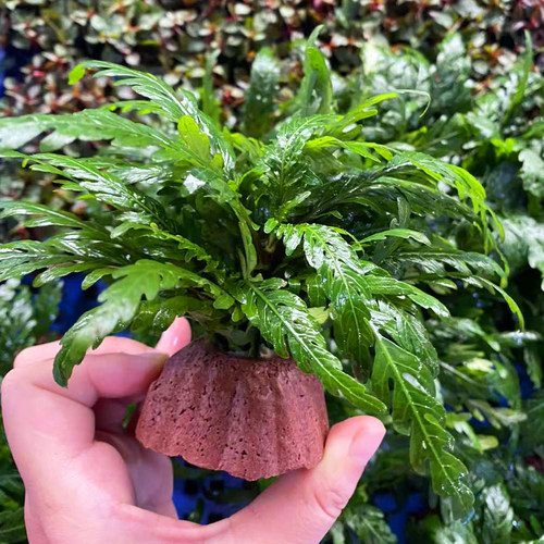 宝塔型火山石羽裂水蓑衣水草缸鱼缸造景懒人活体增氧阴性水草植物