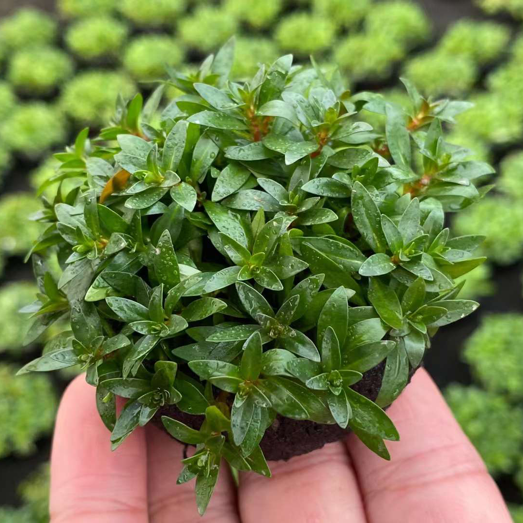 小红梅小坨草鱼缸造景水草场直发懒人水培增氧前中后景淡水草植物