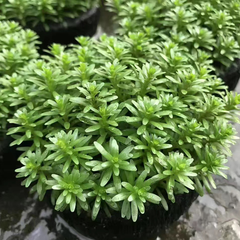 绿牛顿大坨草鱼缸造景水草场直发懒人水培增氧前中后景淡水草植物