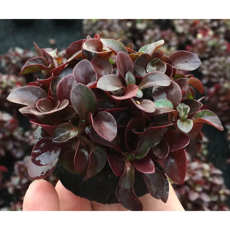 红波小坨草缸鱼缸造景红色水草懒人水培增氧淡水水草阴性活体植物