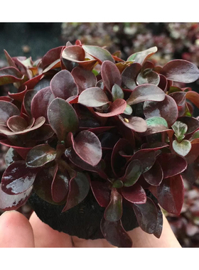 红波小坨草缸鱼缸造景红色水草懒人水培增氧淡水水草阴性活体植物