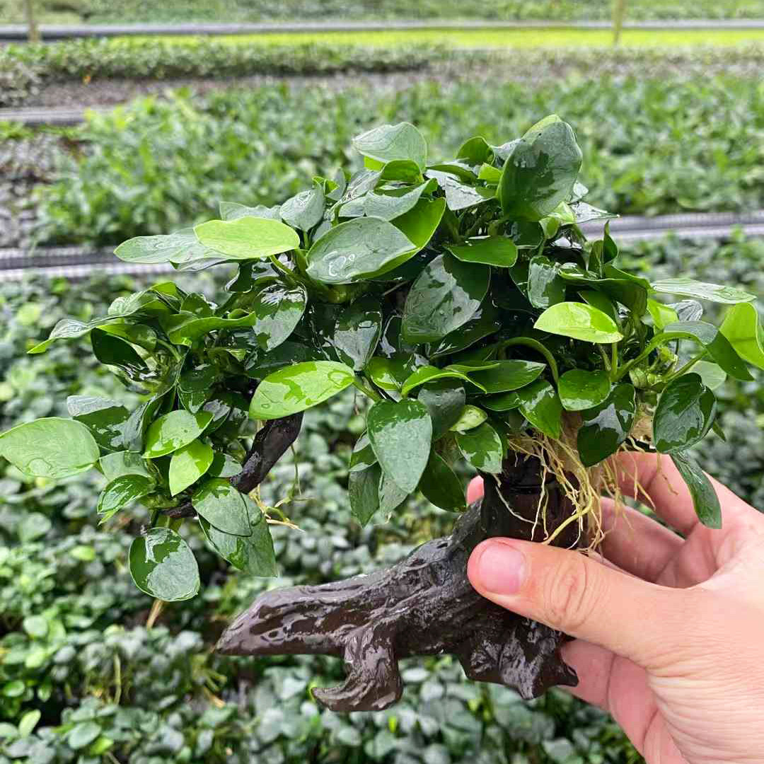 绿孔雀榕水草招财树鱼缸草缸造景懒人增氧阴性水榕类水草活体植物
