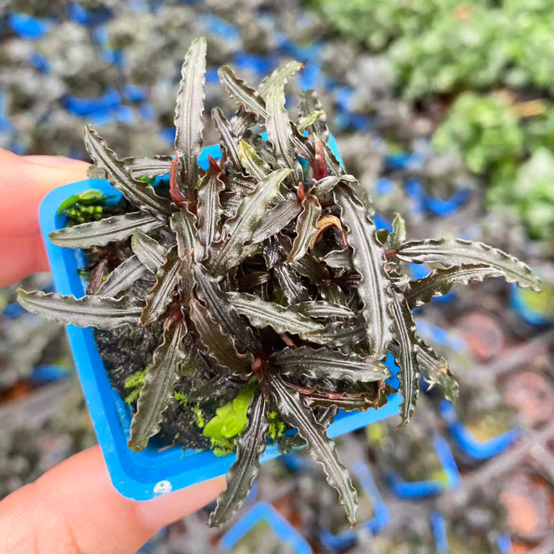 贝琳达辣椒榕杯水榕水草缸鱼缸造景水培阴性增氧淡水易养活体植物