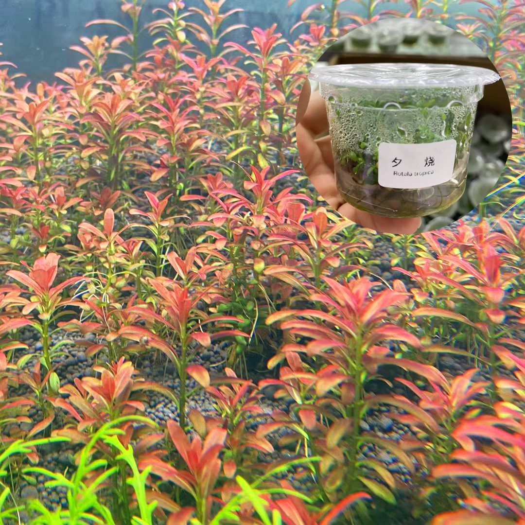 无菌杯夕烧水草鱼缸造景前中后景带根水培增氧阴性红色淡水草植物