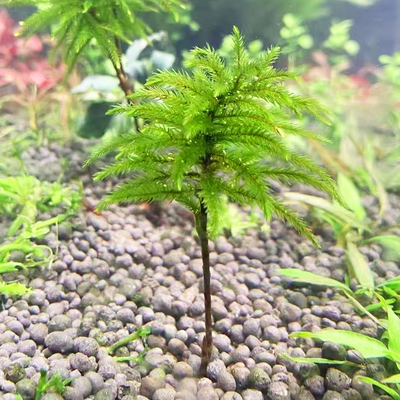 万年藓水草阴性植物鱼草缸水草活体易活好养耐低温生态瓶水草造景