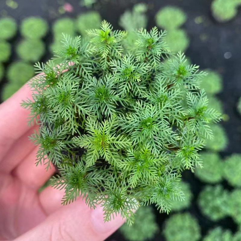 凤尾宝塔小坨草缸造景水草场直发懒人水培增氧淡新手活体水草植物