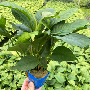 山涧榕大杯水榕鱼缸草缸原生缸造景水培增氧阴性淡水活体水草植物