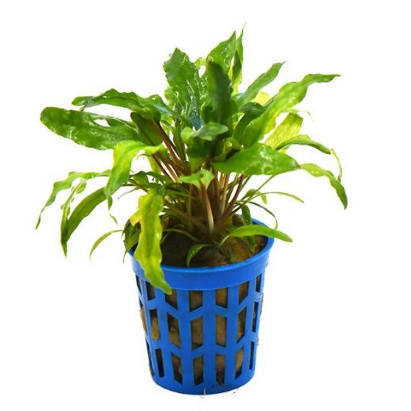 大杯红亚比椒草杯装草缸鱼缸造景前中景变色水草阴性活体淡水植物