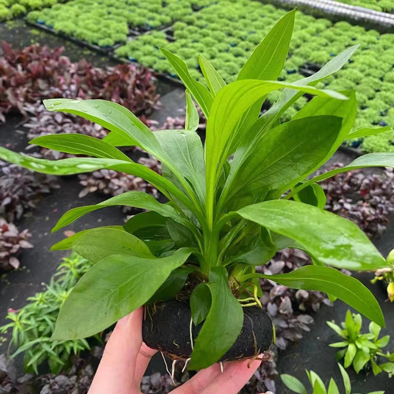 阿根廷皇冠大坨草缸鱼缸造景水草懒人水培增氧淡水活水草阴性植物