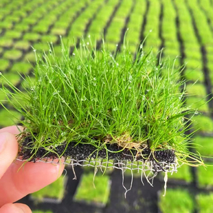 鱼缸草缸造景懒人水培增氧阴性淡水前中景水草 8cm 迷你牛毛片装