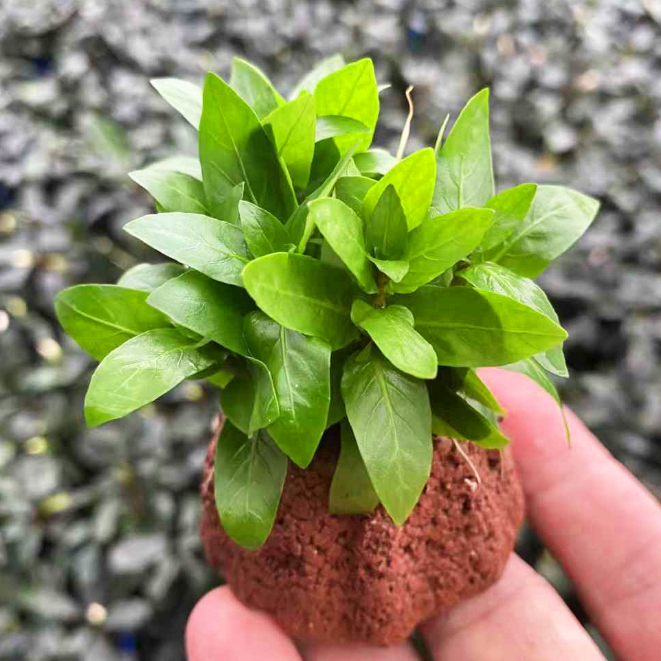 宝塔型火山石叉柱花水草缸鱼缸造景懒人活体新手增氧阴性水草植物