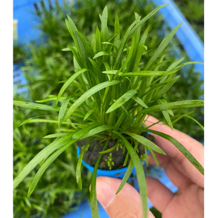 针叶皇冠杯装水草鱼缸草缸造景水草场直发水培增氧阴性淡水草植物