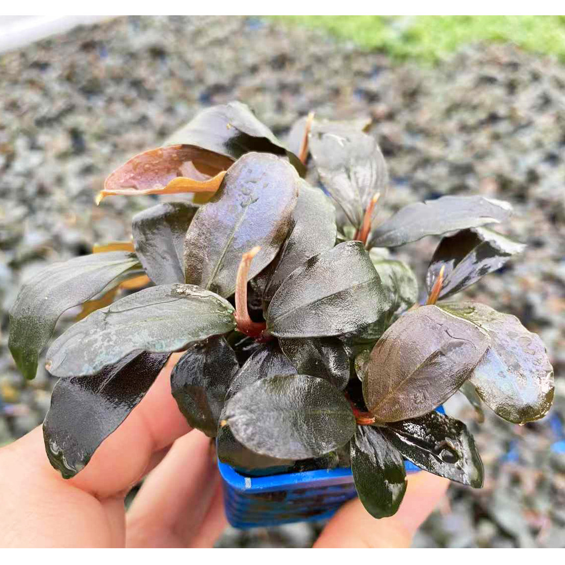 泄湖辣椒榕蓝色杯水榕鱼缸造景水草场直发懒人水培增氧阴性淡水草