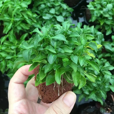 火山石黄金波绿波鱼草缸造景水培水草场直发懒人增氧阴性淡水水草