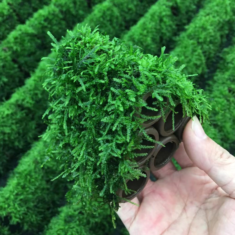 大三角莫斯六通管鱼缸草缸造景鱼虾躲避屋懒人增氧阴性淡水草植物图片