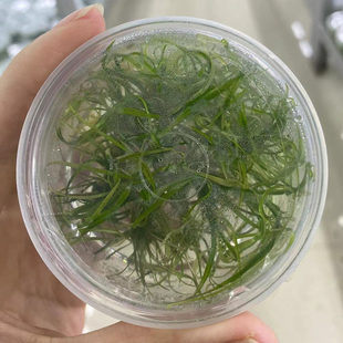 水下叶针叶皇冠无菌杯鱼缸草缸造景水草场直发水培增氧淡水草植物