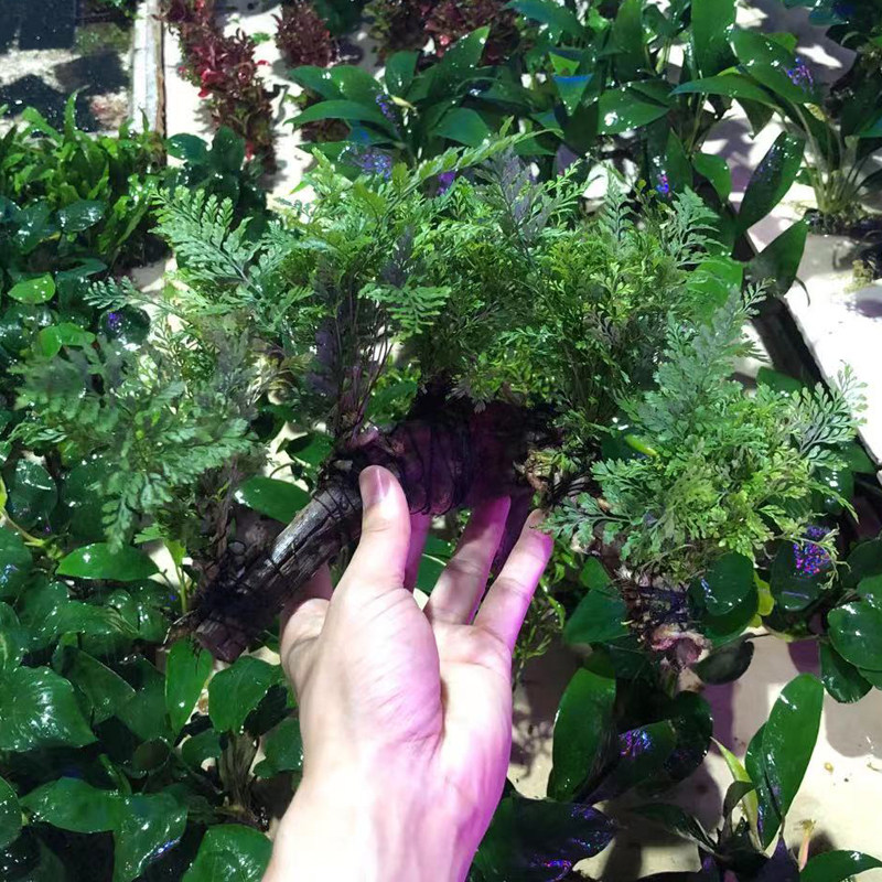 凤尾沉木六头狼尾蕨草缸造景水草场直发懒人水培增氧阴性淡水植物