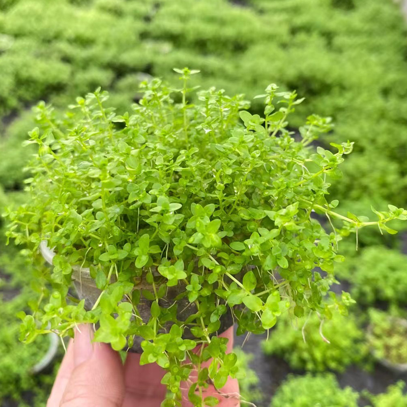 日本珍珠草果冻杯鱼缸草缸造景日本高珍珠水培增氧淡水草前景植物