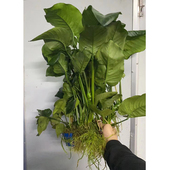 龙须大榕杯装 大型水榕原生鱼缸造景水培增氧阴性淡水活体水草植物