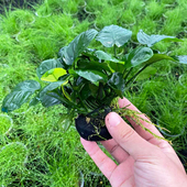 金钱榕小坨草鱼缸造景新手水草场直发懒人增氧淡水草活体阴性植物