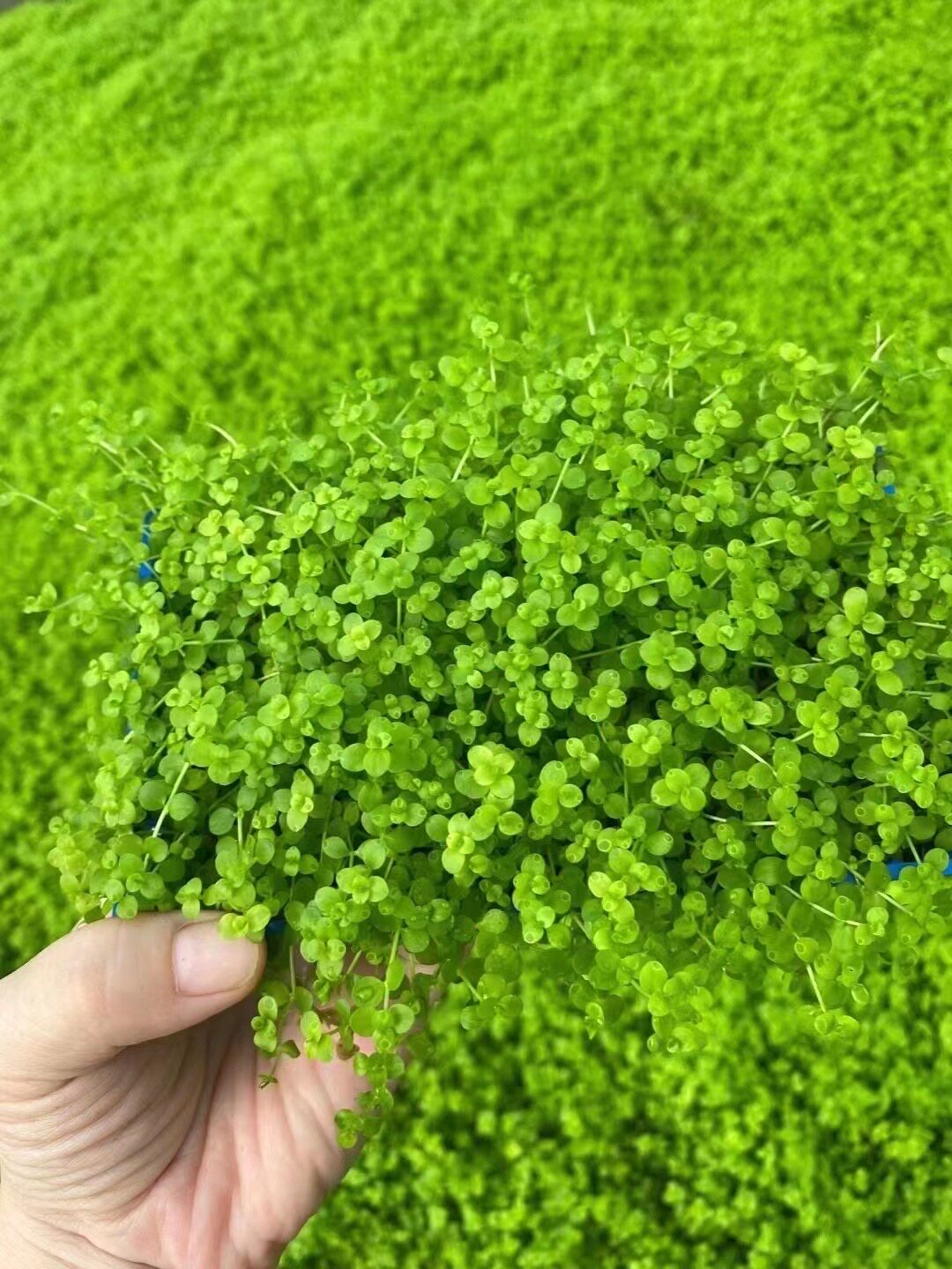 爬地矮珍珠8*15cm盒装水草缸鱼缸草缸造景水培增氧淡水草前景植物