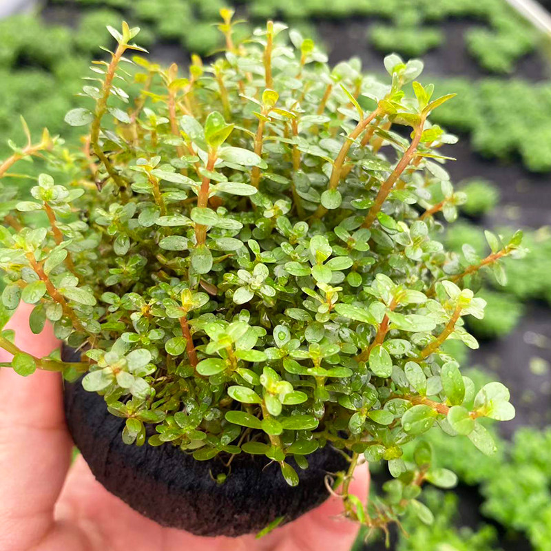 新加坡红宫廷大坨草缸鱼缸造景懒人水培增氧中后景活体淡水草植物