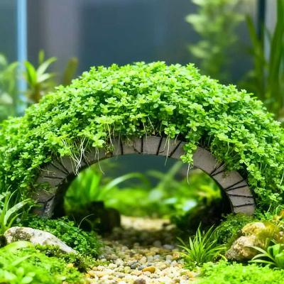 迷你矮珍珠拱桥鱼草缸造景懒人水培增氧活体懒人淡水水草活体植物