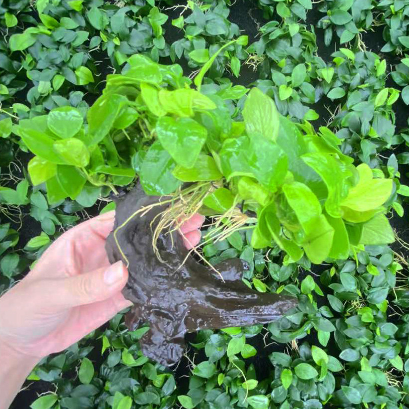 黄金小榕水草招财树鱼缸草缸造景懒人增氧阴性水榕类水草活体植物