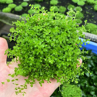 爬地矮珍珠片8 鱼缸草缸造景懒人趴地增氧阴性淡水前中景水草 8cm