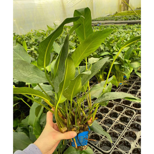 兔兔榕大杯水榕鱼缸草缸原生缸造景水培增氧阴性淡水活体水草植物