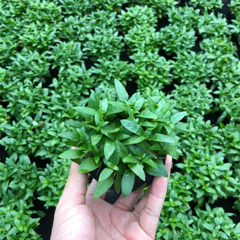 叉柱花大坨草鱼缸草缸造景水草场直发懒人水培增氧前景淡水草植物