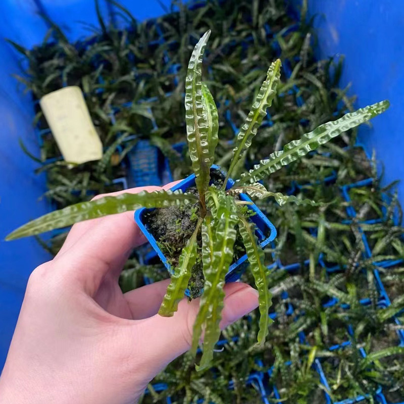 泰国喷泉椒草杯新手水草鱼缸造景前中景水培增氧阴性淡水活体植物
