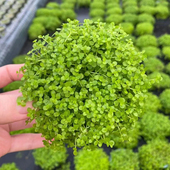 爬地趴地矮珍珠果冻杯水草鱼缸造景前中景水草场直发增氧淡水植物