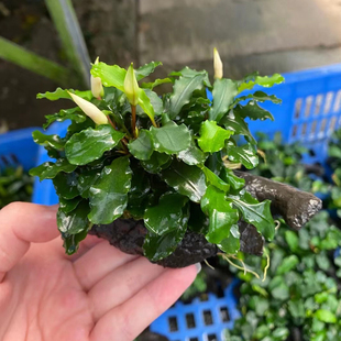 蓝精灵辣椒榕树脂沉木鱼缸造景水草场直发懒人水培增氧阴性淡水草