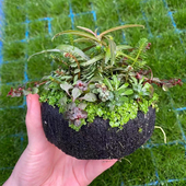 日式 百变混合特大坨草鱼缸造景矮珍珠绿宫廷牛顿懒人增氧阴性水草