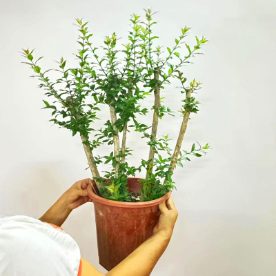 25号水杨梅水草缸水陆原生鱼缸造景水培老桩水石榴水上叶绿植盆栽