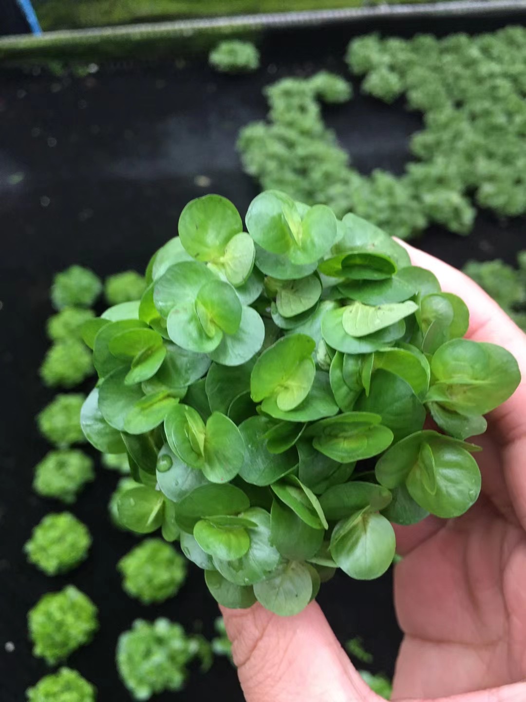 绿金钱小坨草缸鱼缸造景水草场直发懒人水培增氧淡水水草阴性植物