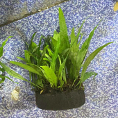 细叶铁皇冠大坨草鱼缸原生造景懒人水培增氧淡水水草阴性活体植物