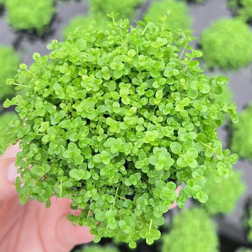 趴地矮珍珠坨草缸鱼缸造景水草场直发懒人水培增氧淡水草活体植物