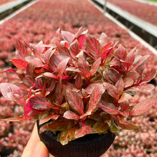 豹纹血心兰原生态大坨草缸鱼缸造景懒人水培增氧淡水红色水草植物